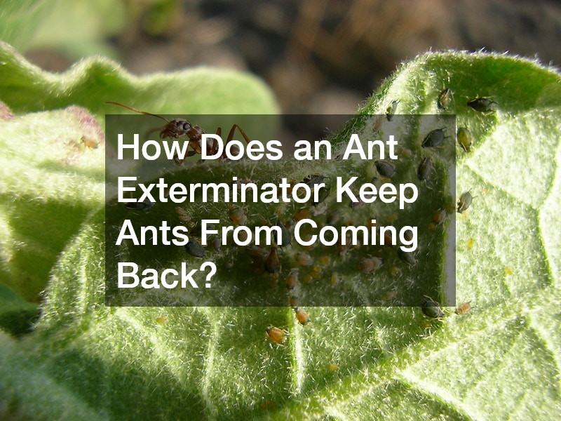 How Does an Ant Exterminator Keep Ants From Coming Back?